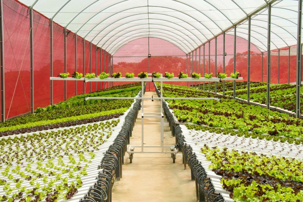 Estufa Sodmec para Hidroponia