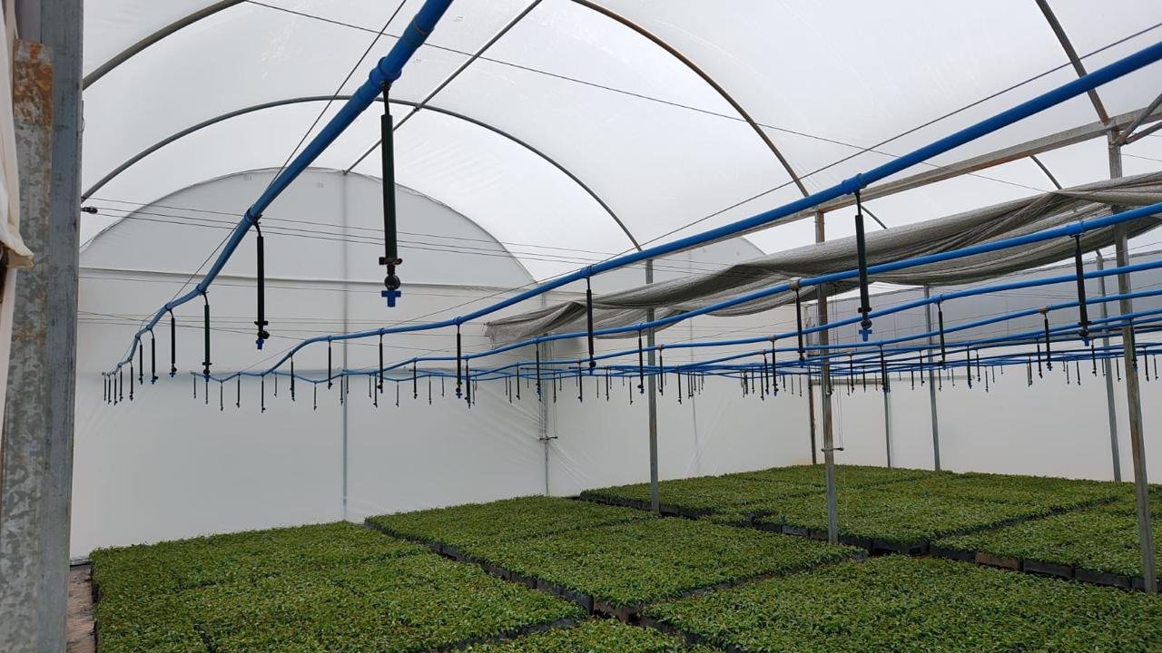 Estufa Sodmec Viveiro para Mudas de Eucalipto
