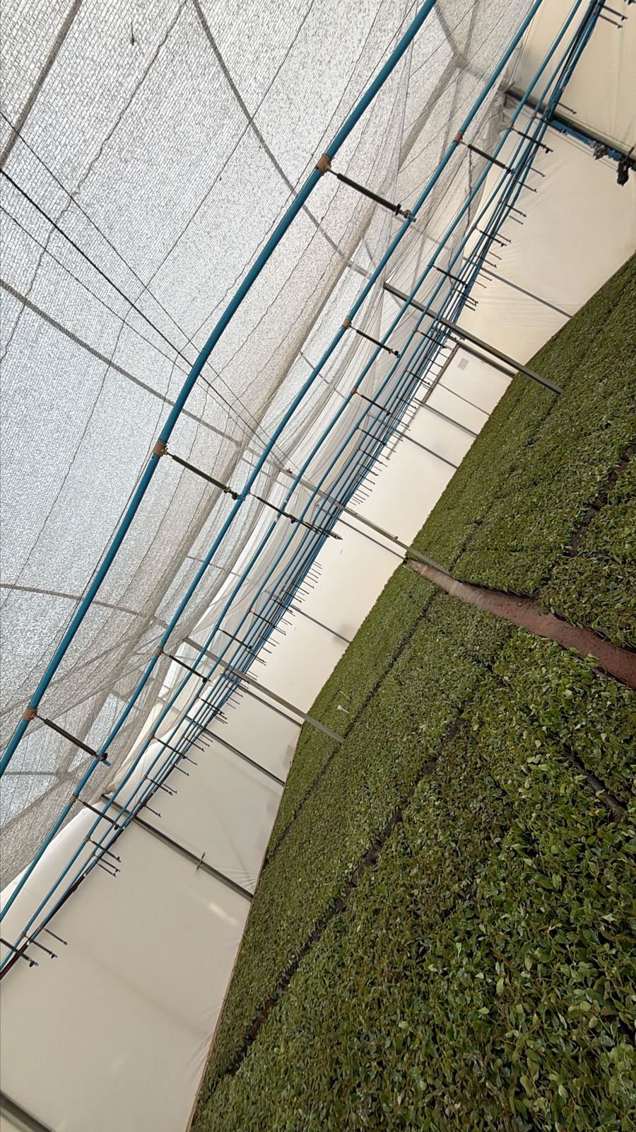Estufa Sodmec Viveiro para Mudas de Eucalipto