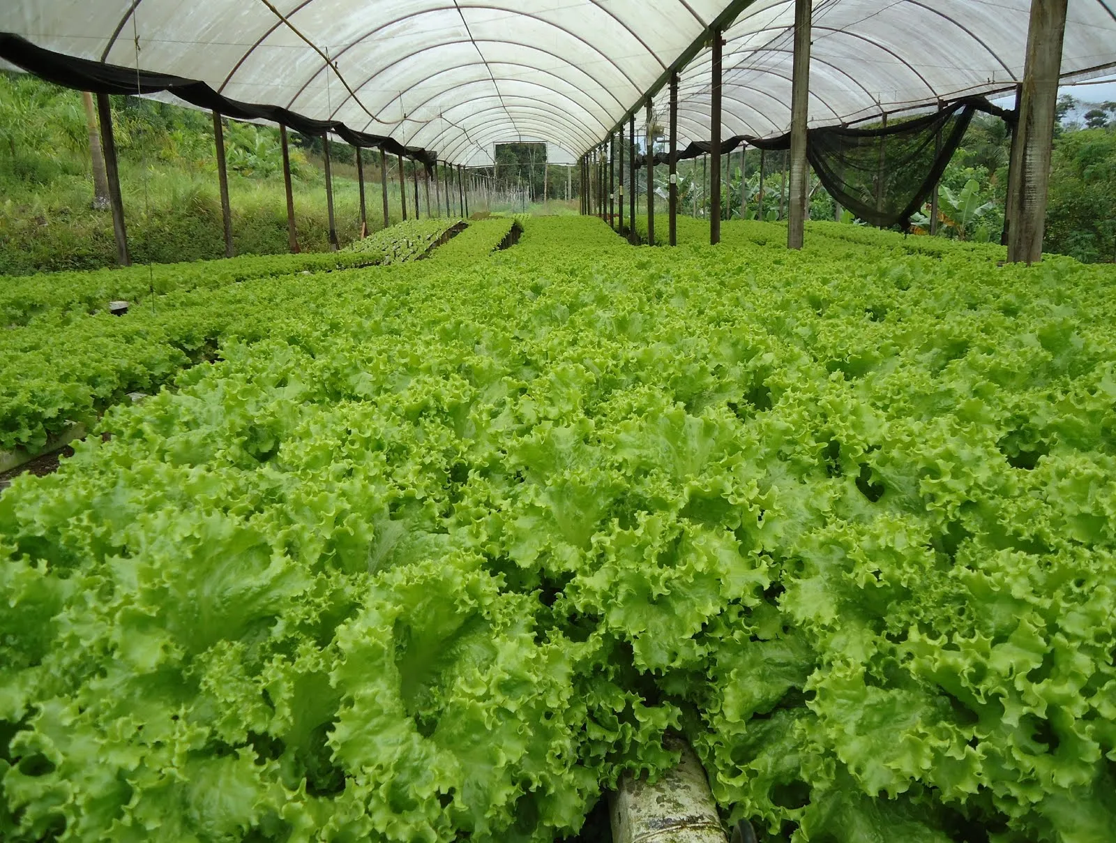 Estufa Sodmec Standard