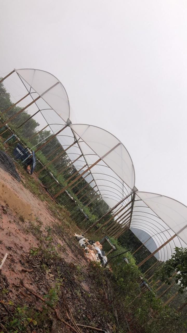 Estufa Sodmec Morango Suspenso