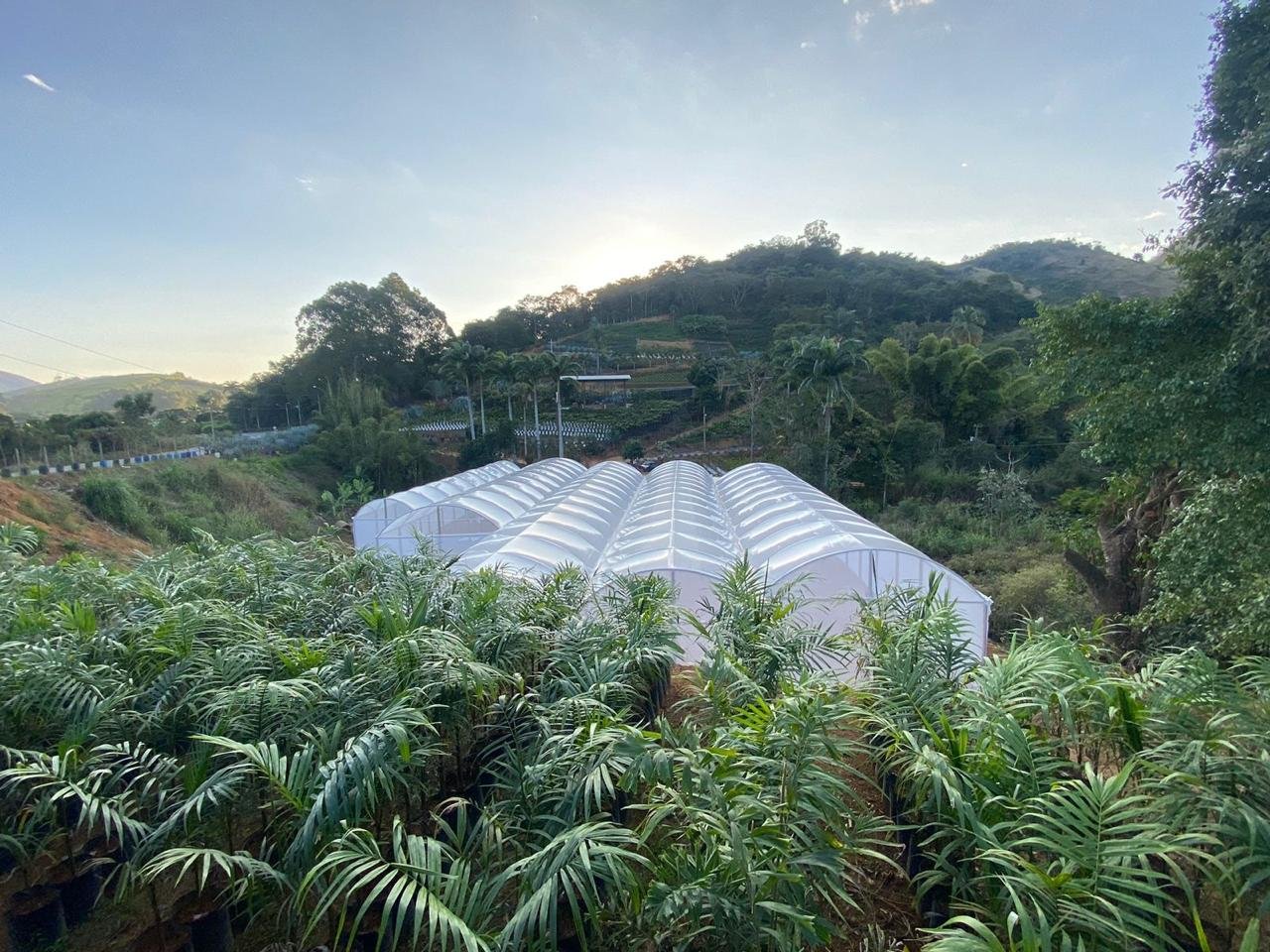 Estufa Sodmec para Cultivo Protegido de Tomates/Pimentões